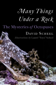 Many Things Under a Rock by David Scheel (ePUB) Free Download
