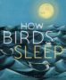 How Birds Sleep by David Obuchowski (ePUB) Free Download